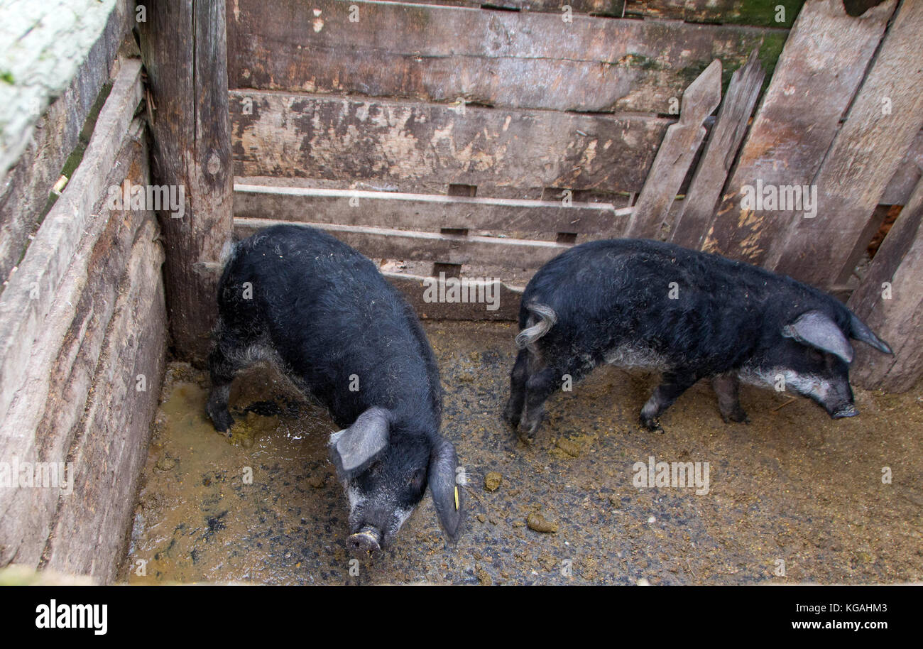 Mangulitsa Schwein und ihre Schweine. Arten, die in der Mitte des 19. Jahrhunderts durch Paarung Inlands- und Wildschwein entstanden Stockfoto