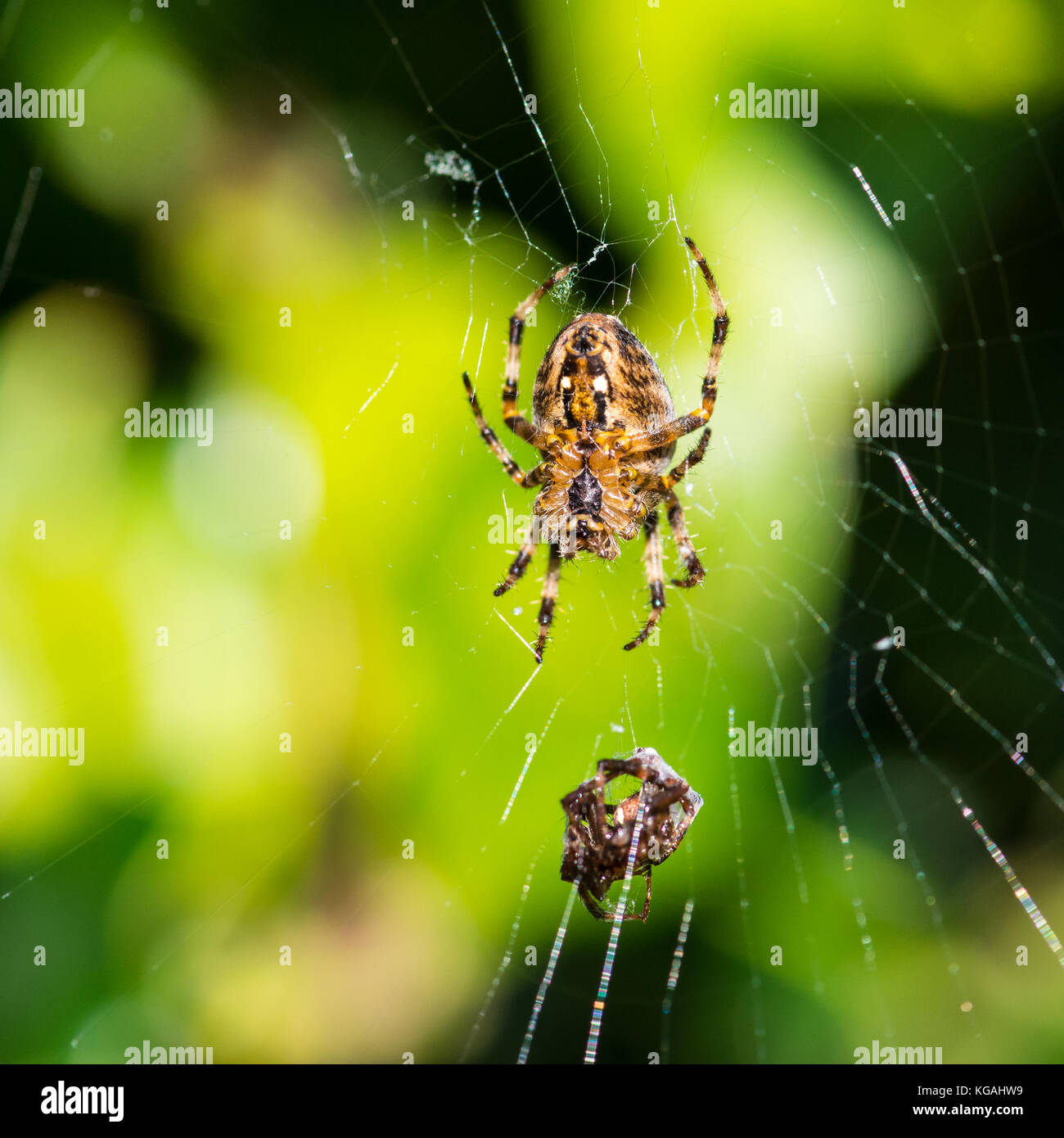 Eine Makroaufnahme der Unterseite einer kreuzspinne in der Web nach dem Fang, seine nächste Mahlzeit. Stockfoto