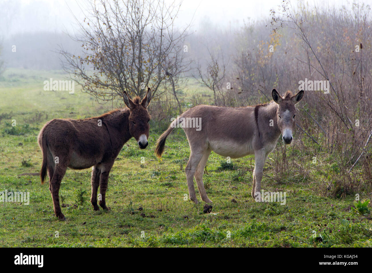 Esel und Esel Milch als Marke im Nationalpark von zasavica, Serbien, Europa Stockfoto