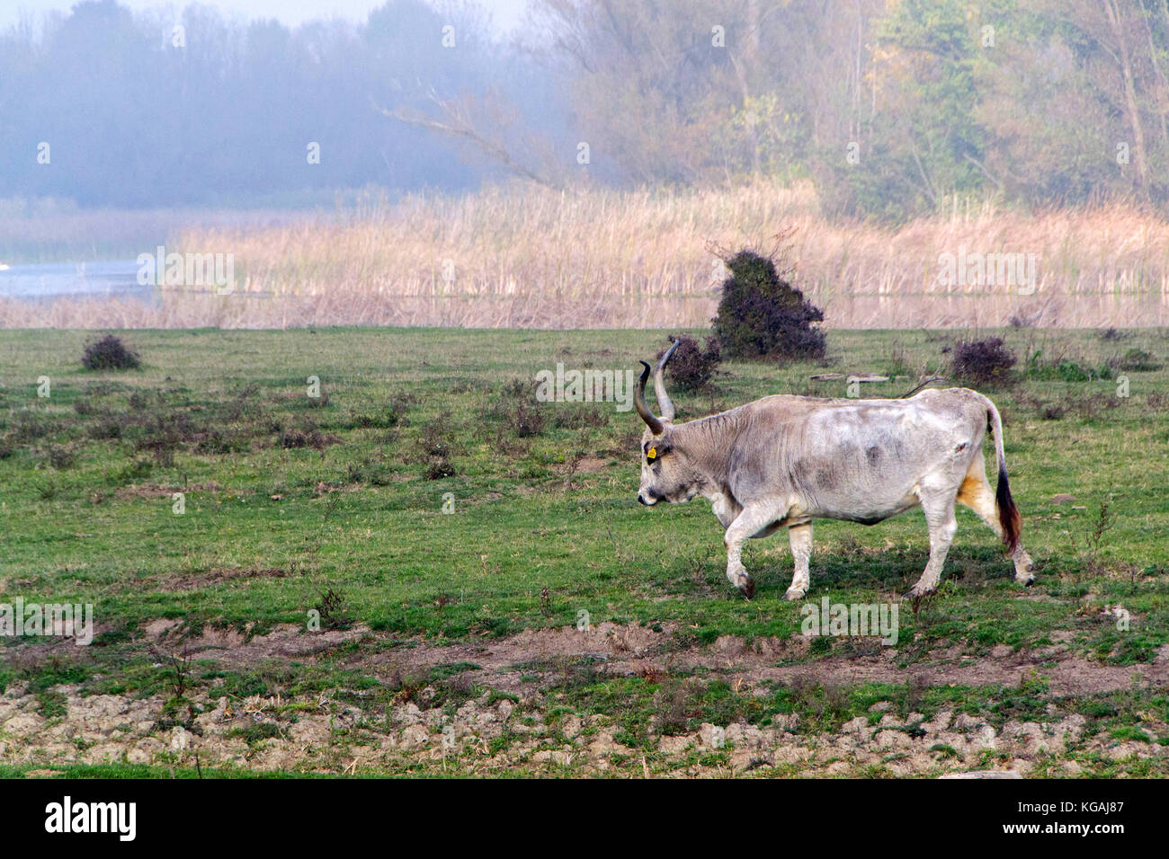 Podolian Kuh direkt stammt aus europäischen wilde Kuh, die tur (Bos primigenius bojenus). Die Fotos sind vom Nationalpark zasavica; Serbien, Europa Stockfoto