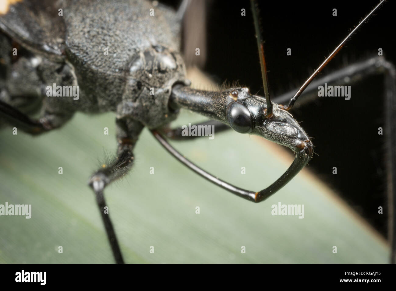 Sycanus collaris Assassin bug in Kaeng Krachan Nationalpark, Thailand. Die Reduviidae sind eine grosse Familie der Ordnung Hemiptera (true Bugs). Sie können Stockfoto