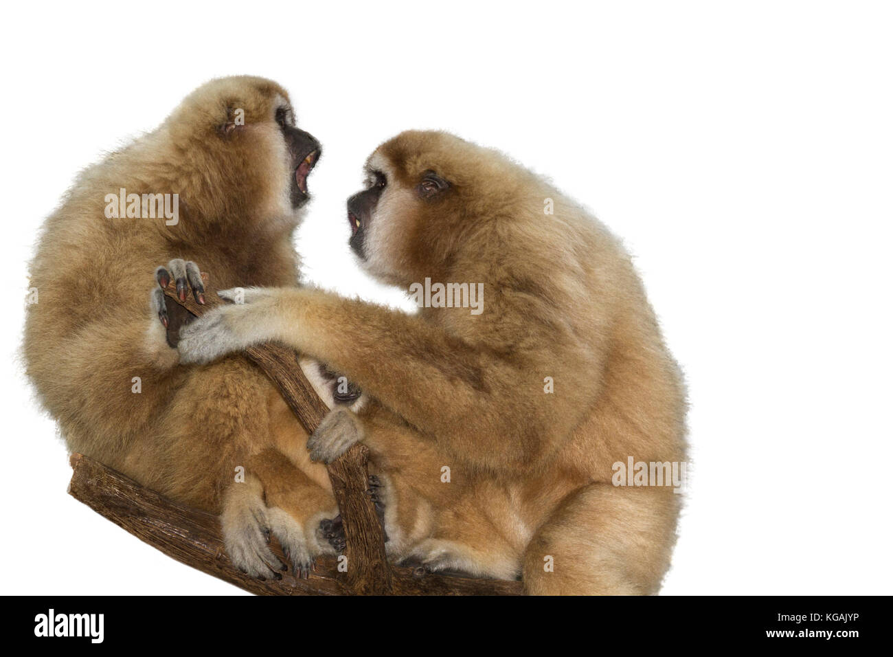 Lar gibbons Familie sprechen Stockfoto