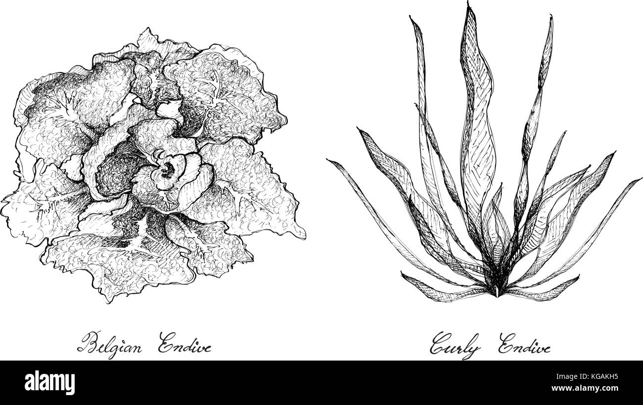 Salat, Illustration von Hand gezeichnete Skizze köstliche frische grüne curly Endivien und belgische Endivie auf weißem Hintergrund. Stock Vektor
