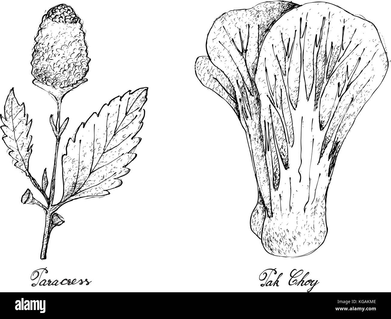 Salat, Illustration von Hand gezeichnete Skizze köstliche frische grüne Parakresse und Pak choy Pflanzen auf weißem Hintergrund. Stock Vektor