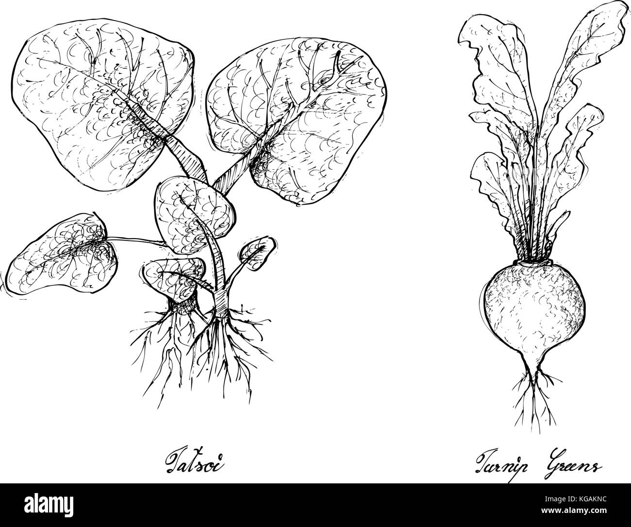 Salat, Illustration von Hand gezeichnete Skizze köstliche frische grüne tatsoi und Kohlrabi Pflanzen auf weißem Hintergrund. Stock Vektor