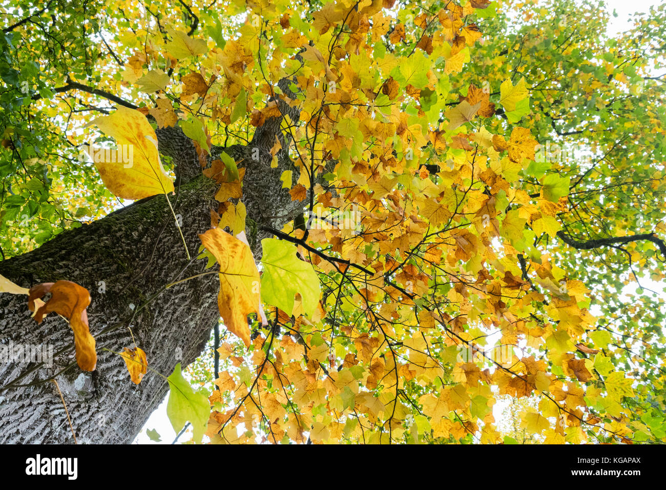 Tulpenbaum Liriodendron tulipifera im Herbst Stockfoto