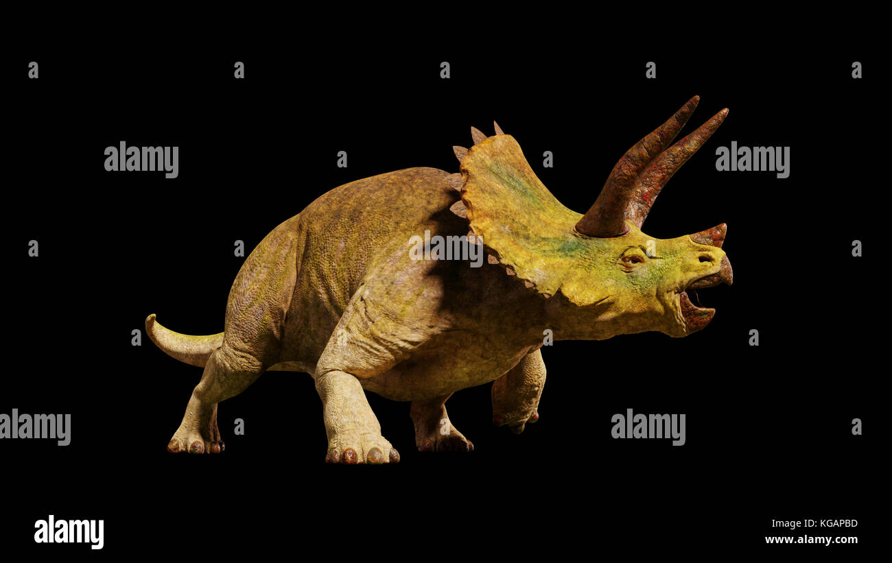 Triceratops horridus Dinosaurier aus dem Jura Ära (3D-Rendering auf schwarzem Hintergrund isoliert) Stockfoto