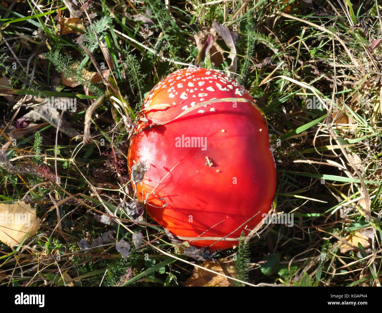 Seltene Aufnahme von Agaric Pilz im Berggebiet. Stockfoto