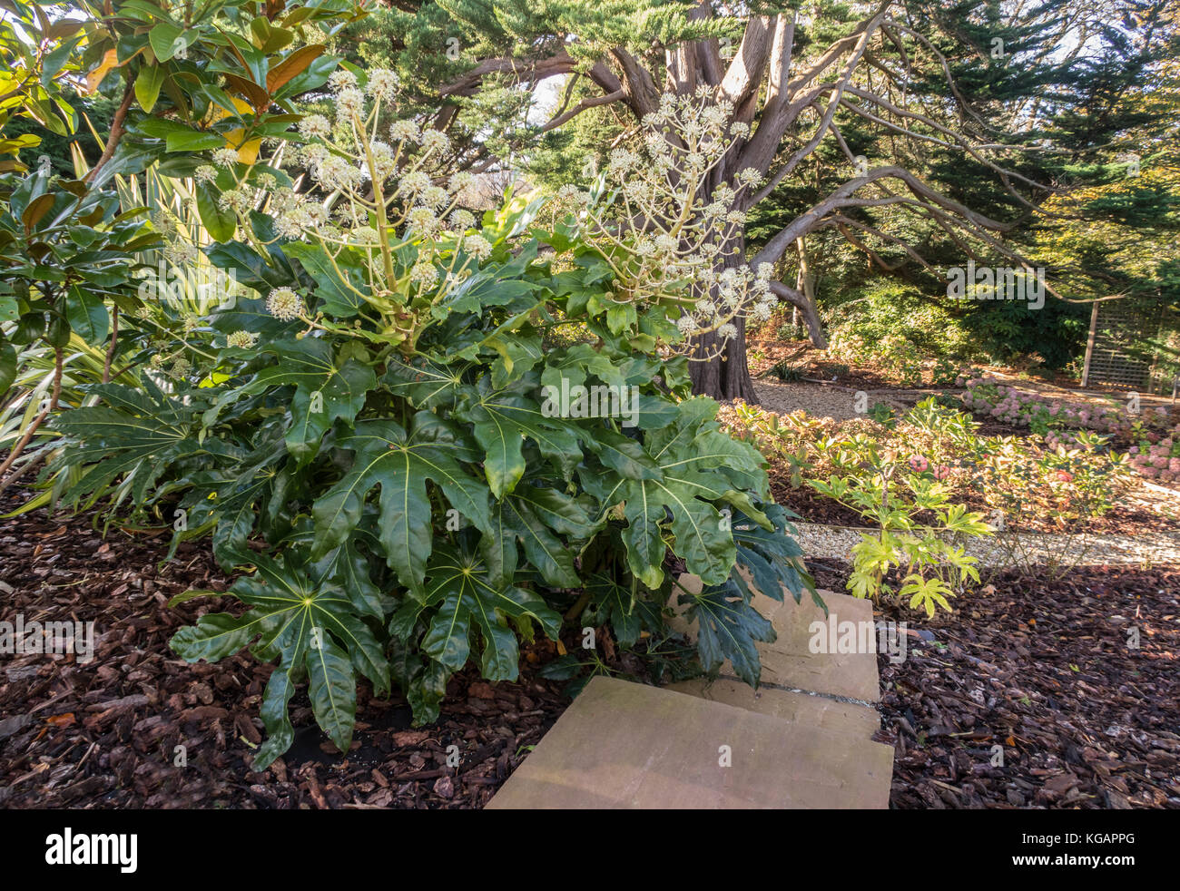 Fatsia Japonica in voller Blüte, November 2017 in Devon Garten, die Aufweichung der Kanten einer Steintreppe. Stockfoto