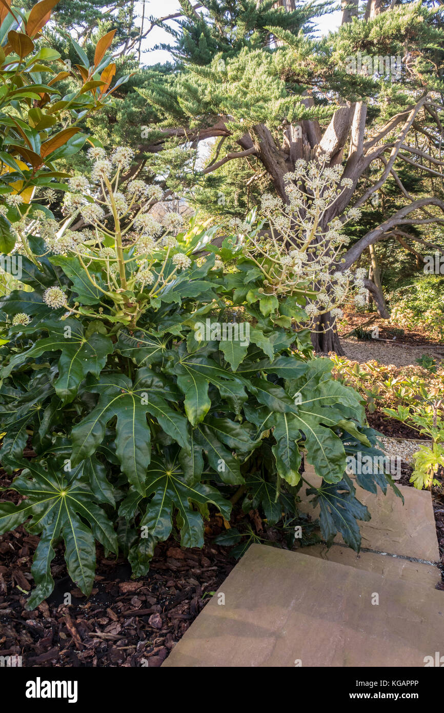 Fatsia Japonica in voller Blüte, November 2017 in Devon Garten, die Aufweichung der Kanten einer Steintreppe. Stockfoto