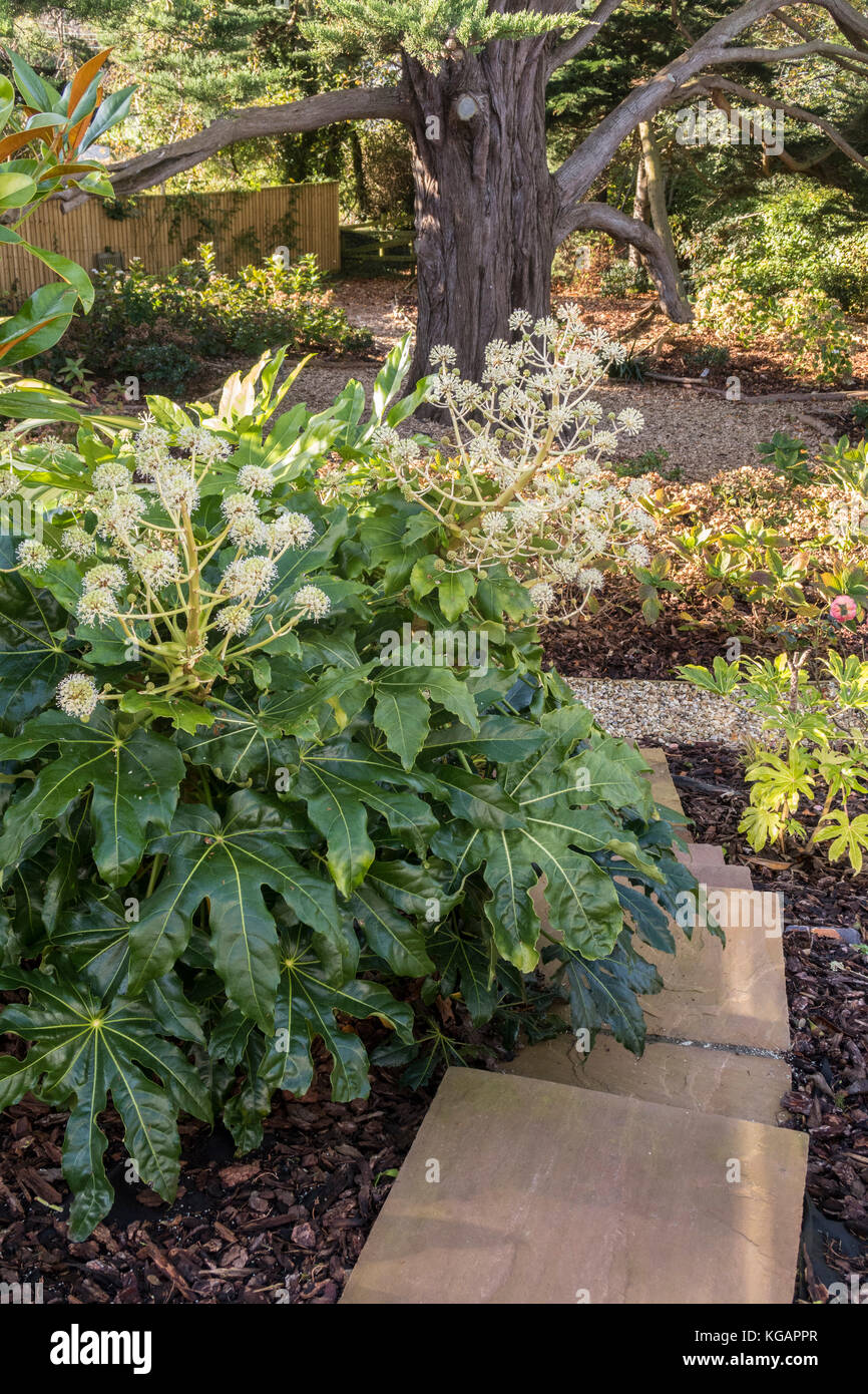 Fatsia Japonica in voller Blüte, November 2017 in Devon Garten, die Aufweichung der Kanten einer Steintreppe. Stockfoto