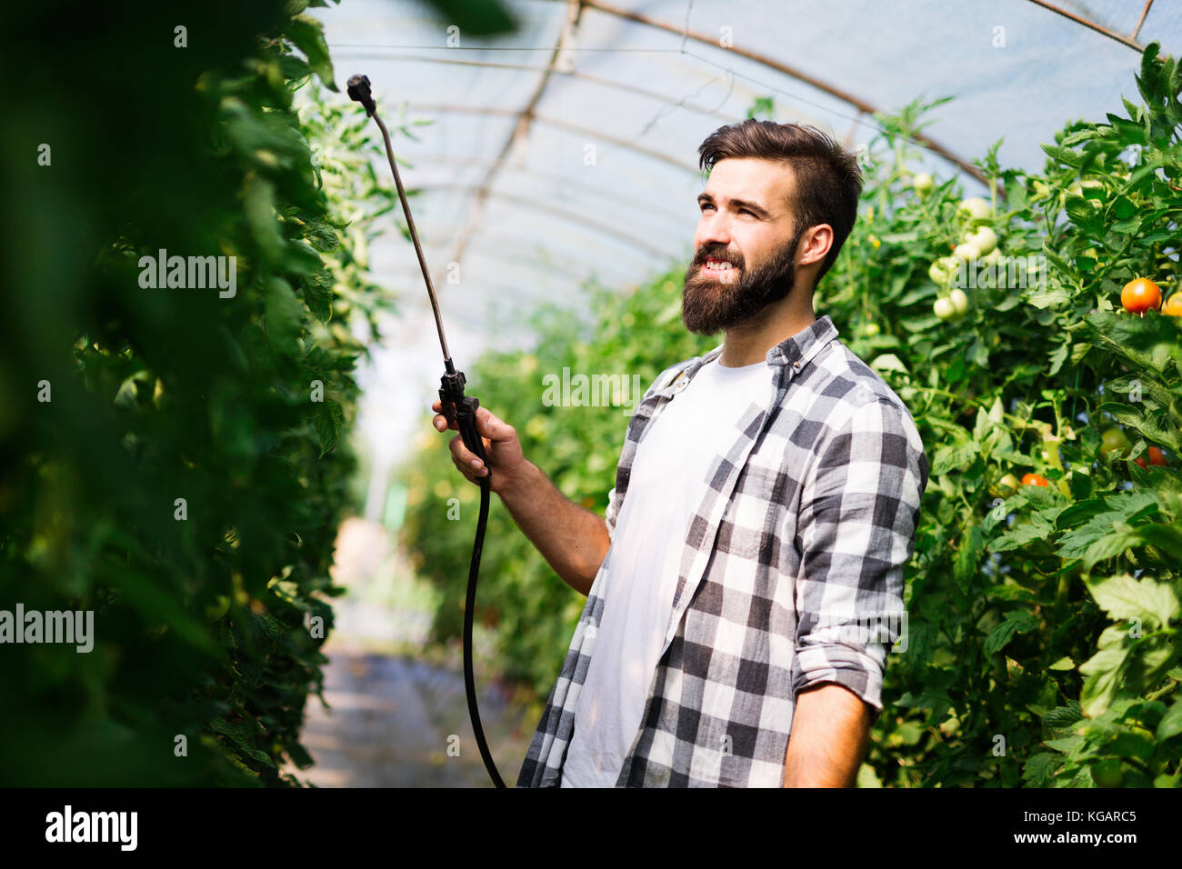 Junge Landwirt seine Pflanzen schützen mit Chemikalien Stockfoto