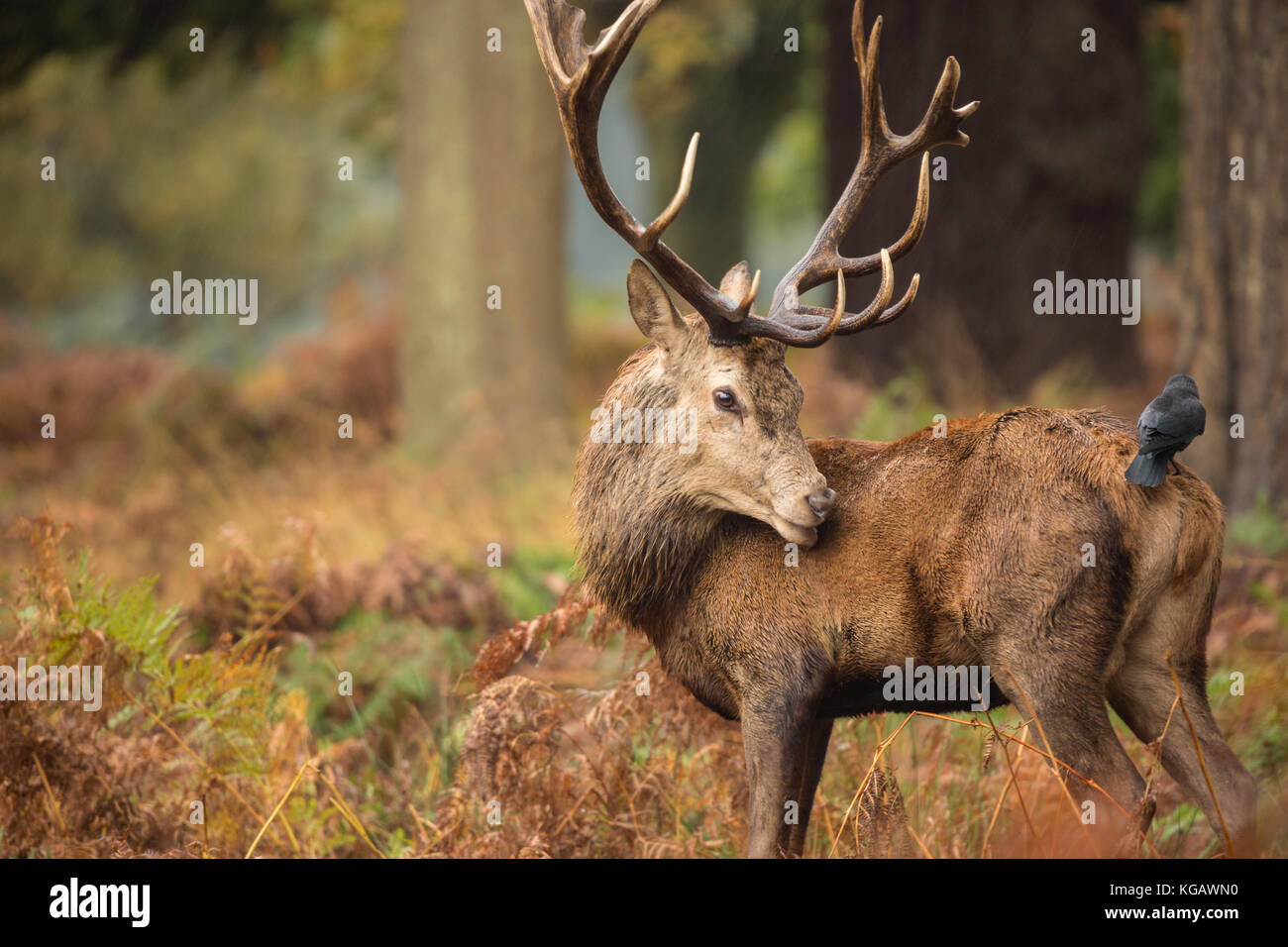 Hirsche im Herbst Furche am Richmond Deer Park in South West London Stockfoto