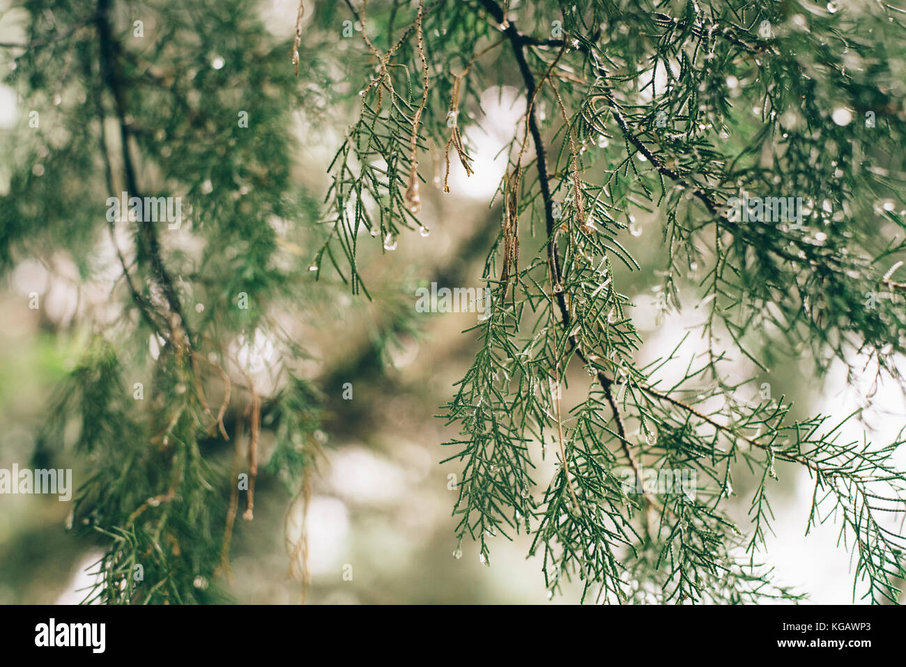 Wunderschöne Bäume pflanzen baldcypress distichum Taxodium distichum mit Wassertröpfchen. Ein Laub- und Nadelbäume Baum aus der Familie baldcypress (Afrika) Stockfoto