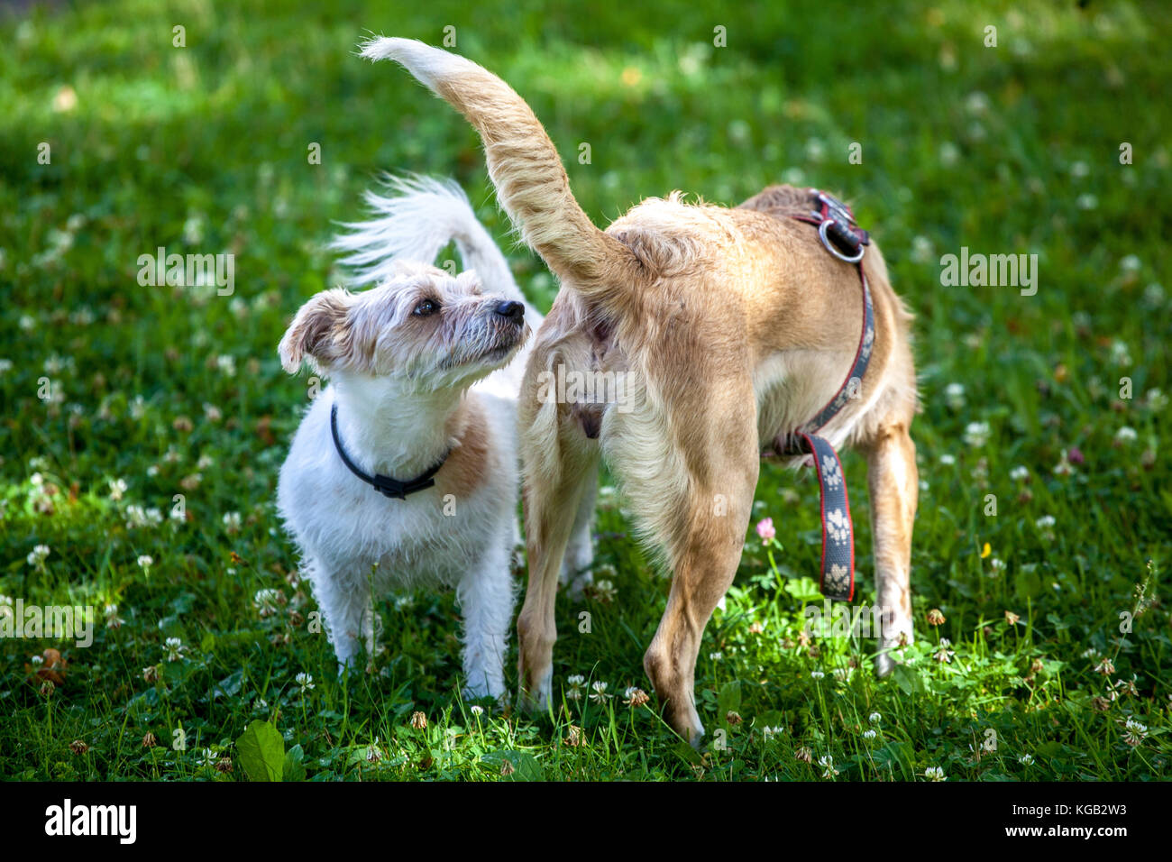 Zwei kleine Mischhunde, die sich auf einem grünen Rasen in einem Park gegenseitig schnüffeln und interagieren Stockfoto