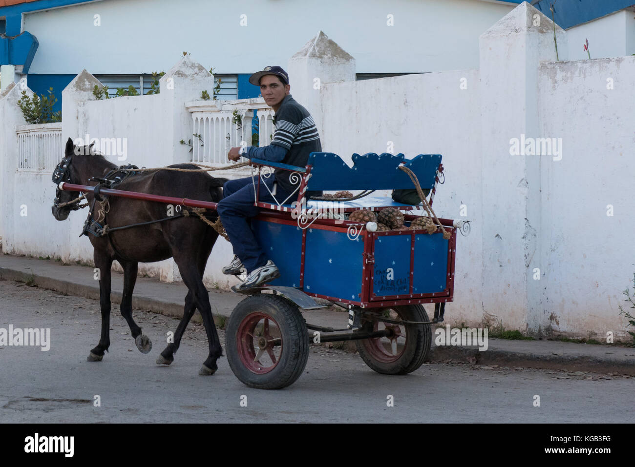 Kubanische Mann und Karre mit Pferd, Vinales, Kuba Stockfoto
