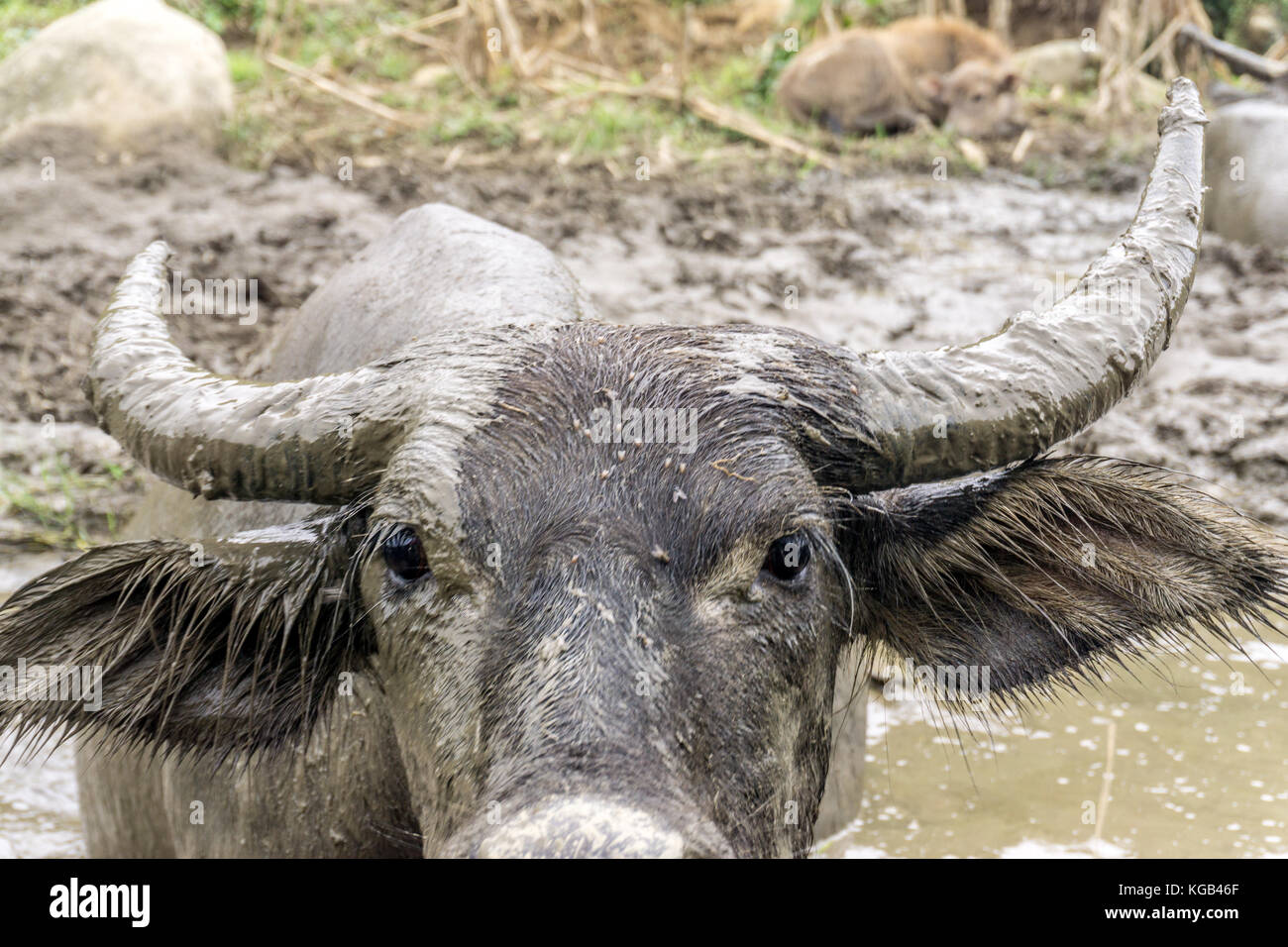 Wasserbüffel in Sapa, Vietnam Stockfoto