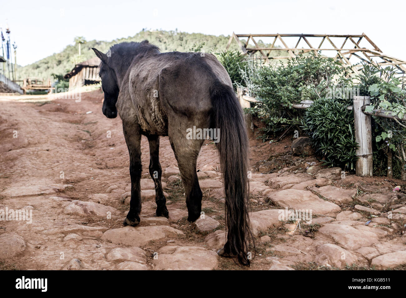 Hsipaw 3-Tageswanderung zum Shan Dörfer - 3-legged Horse Stockfoto