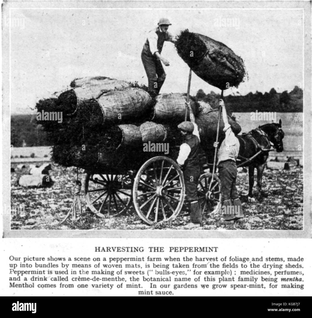 Pfefferminze Landwirtschaft für den Einsatz in Süßigkeiten, Duftstoffe und Arzneimittel - Nördliche England 1930 - Ernte Beschreibung enthalten Stockfoto