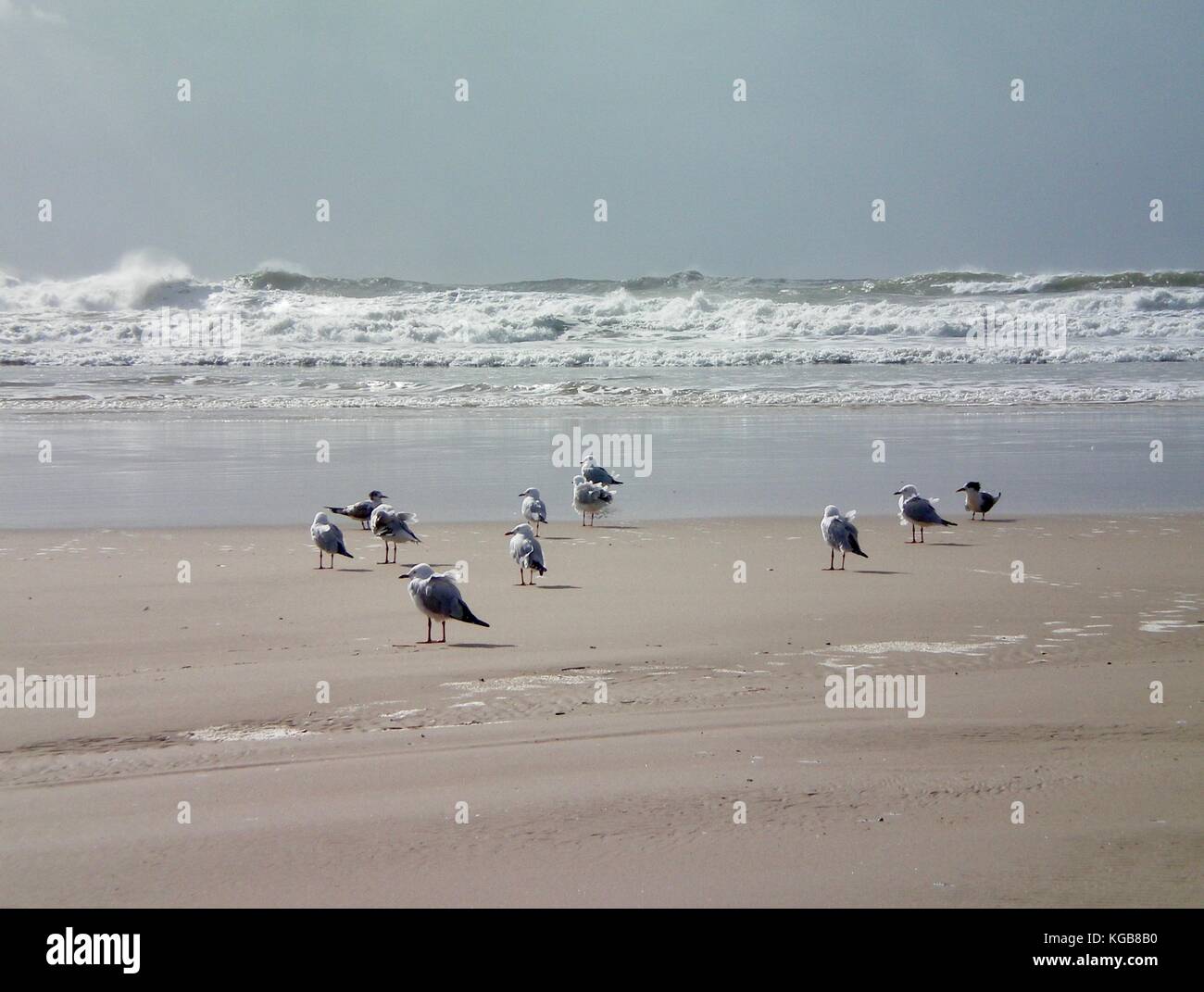 Eine Gruppe von Möwen auf einem Strand. Der Wind ist ihre Federn ruffling. Wellen mit einer rauhen Brandung brechen im Hintergrund. der Himmel ist grau-bl Stockfoto