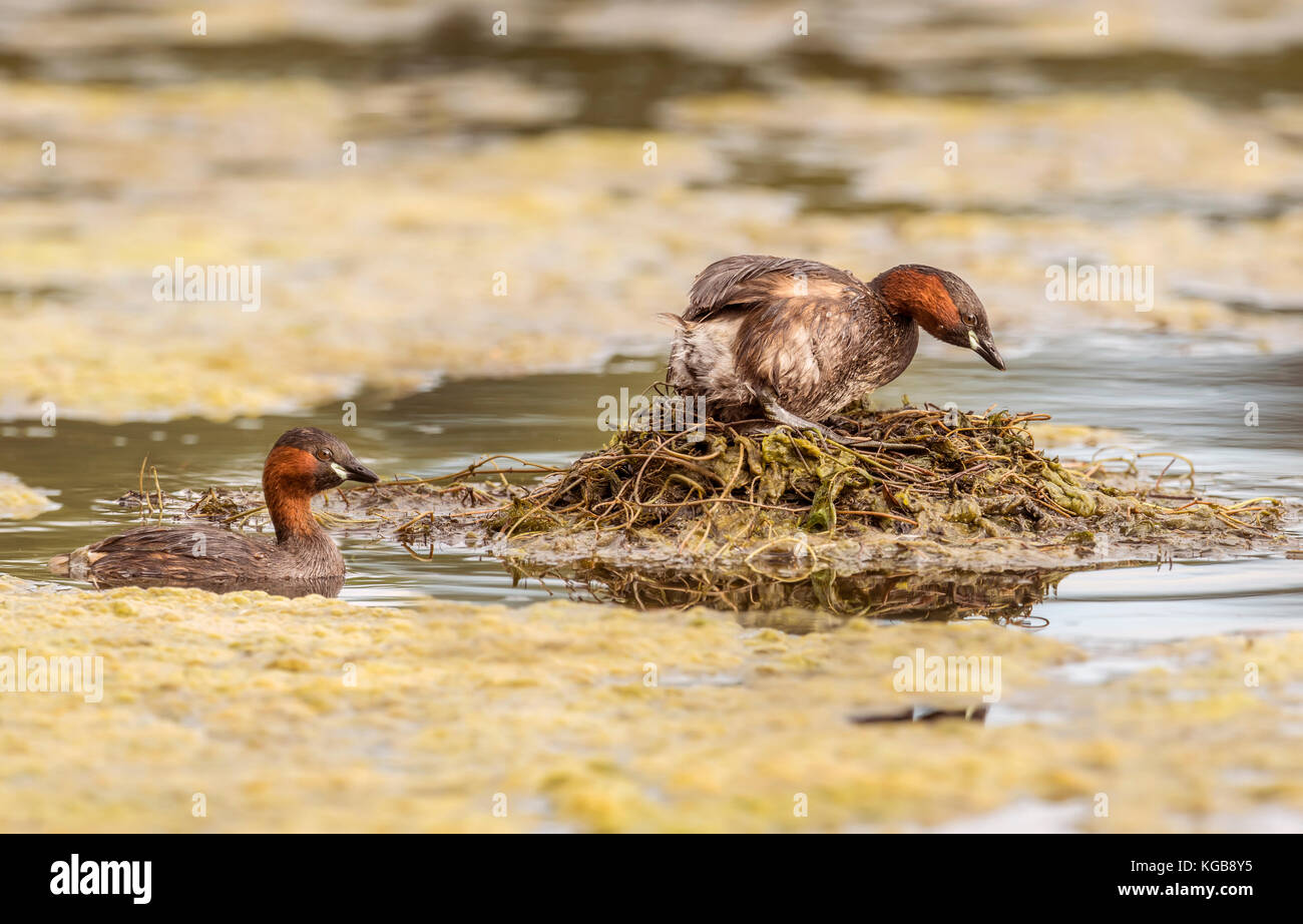 Zwergtaucher, tachybaptus ruficollis, Erwachsene am Nest Stockfoto