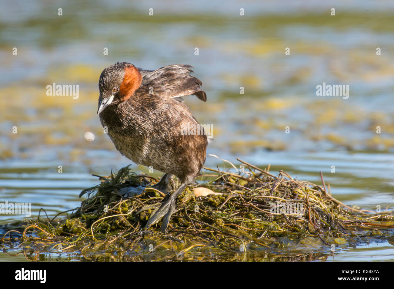 Zwergtaucher, tachybaptus ruficollis, verlassen das Nest, close-up Stockfoto