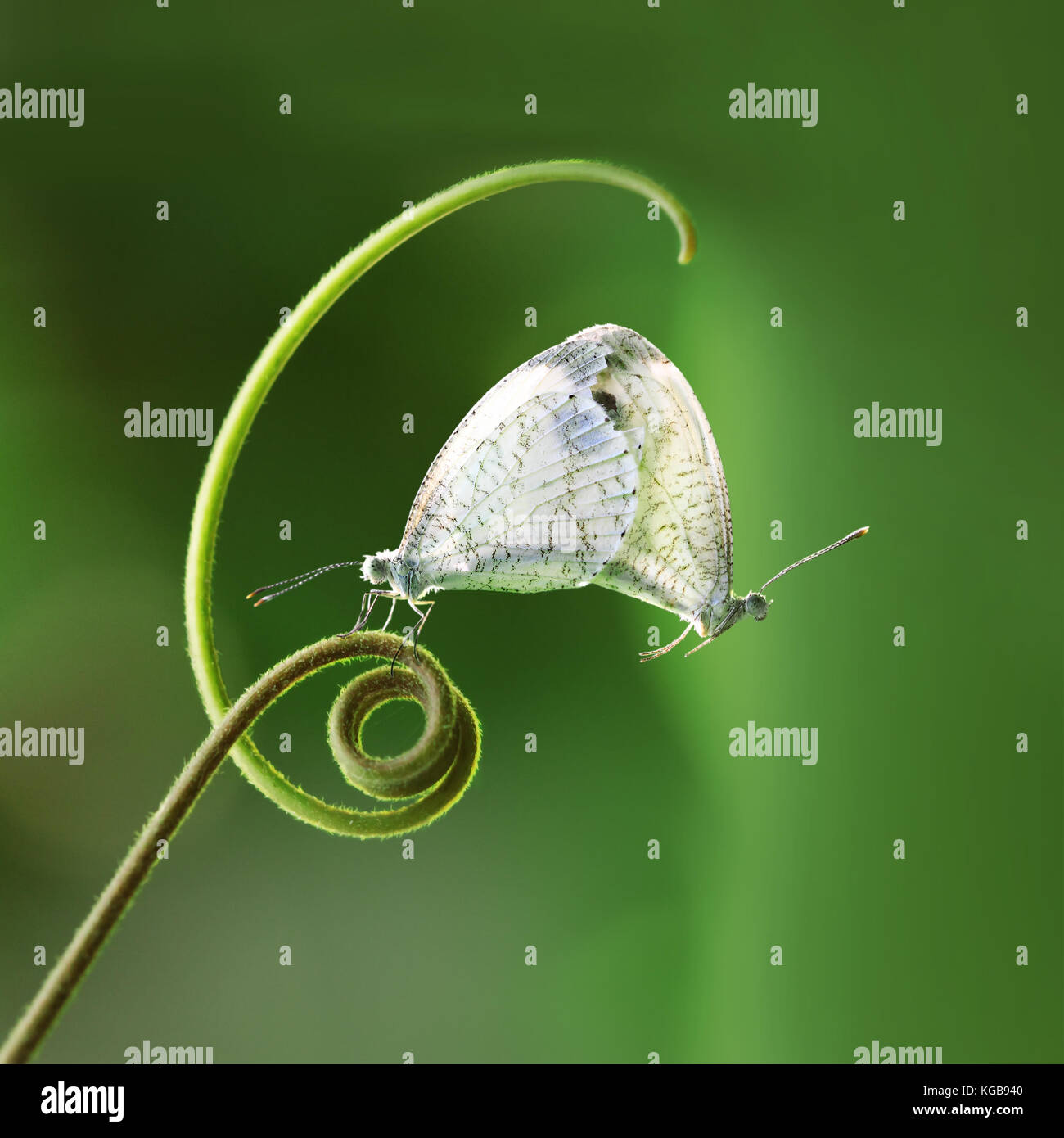 Passende weiße Schmetterlinge (Pieridae Leptosia Nina) hängen an der Grünen schießen Stockfoto