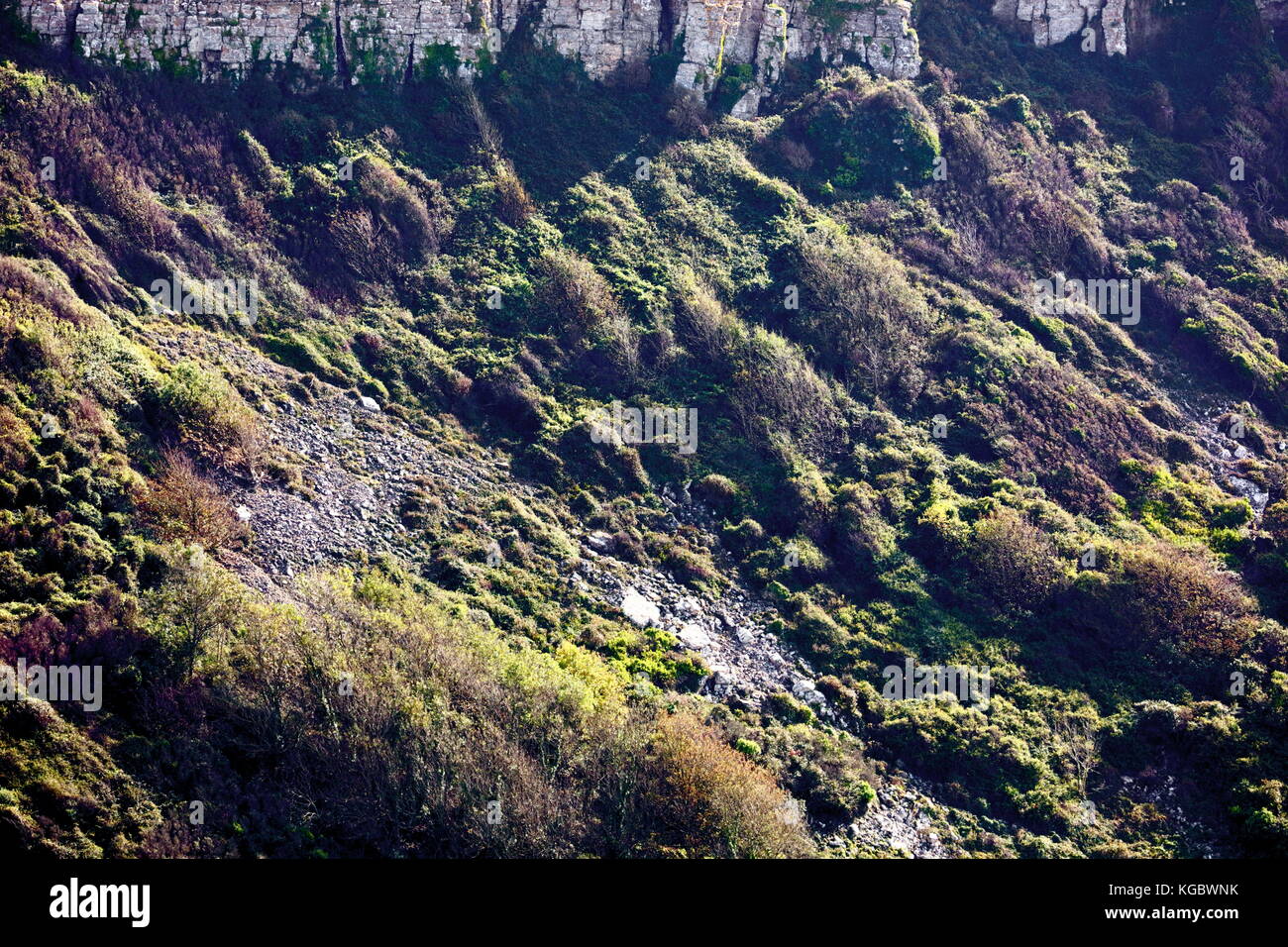 Contre-jour Beleuchtung auf vegetatives Wachstum über historische Talus Steinschlag Pisten von emmets Hill, st aldhelm Kopf, Dorset UK Stockfoto