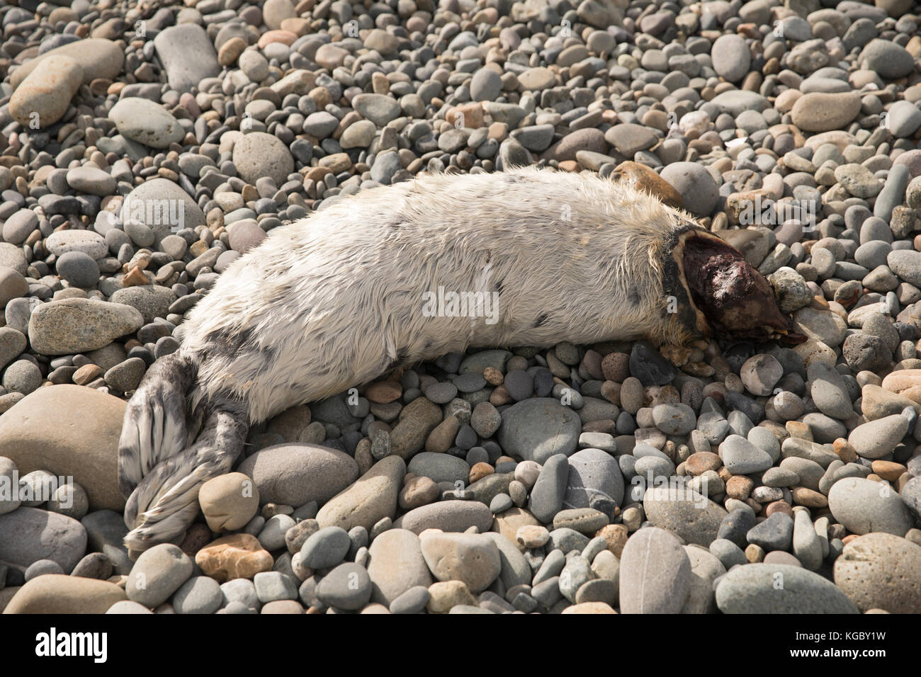 Dead Atlantic Gray Seal pup am Newgale Beach nach Storm Brian. Stockfoto