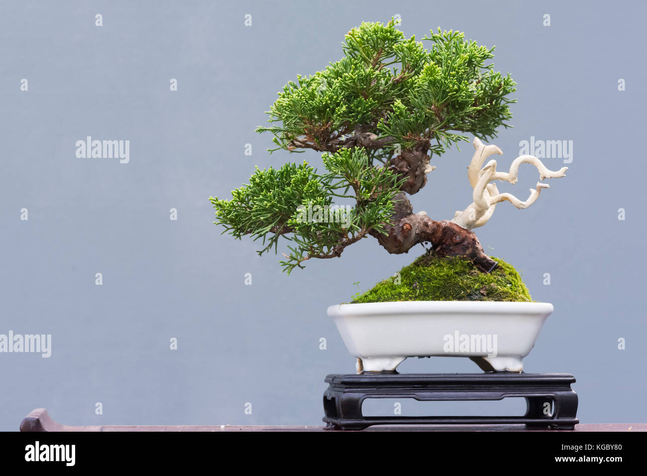 Chinesische Kiefer Bonsai in einem hellen orange Topf in den Garten  Stockfotografie - Alamy