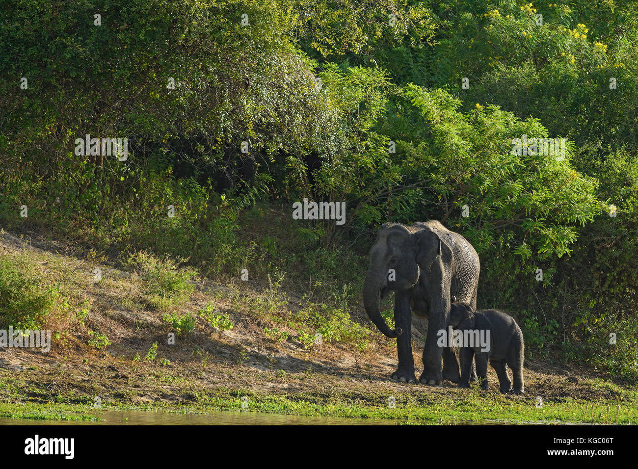 Sri Lankan Elefant - elephas Maximus Maximus, Sri Lanka Stockfoto