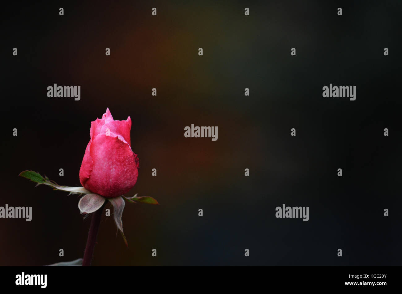 Rose Blume fotografiert auf der linken Seite der Komposition mit einem dunklen Hintergrund. Stockfoto