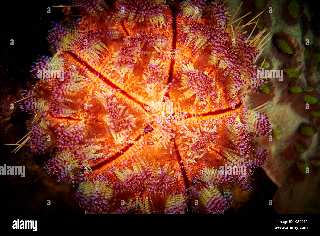 Ein Brand urchin in allen seinen pulsierenden resplendency Fütterung in der Nacht im Komodo National Park, Indonesien Stockfoto