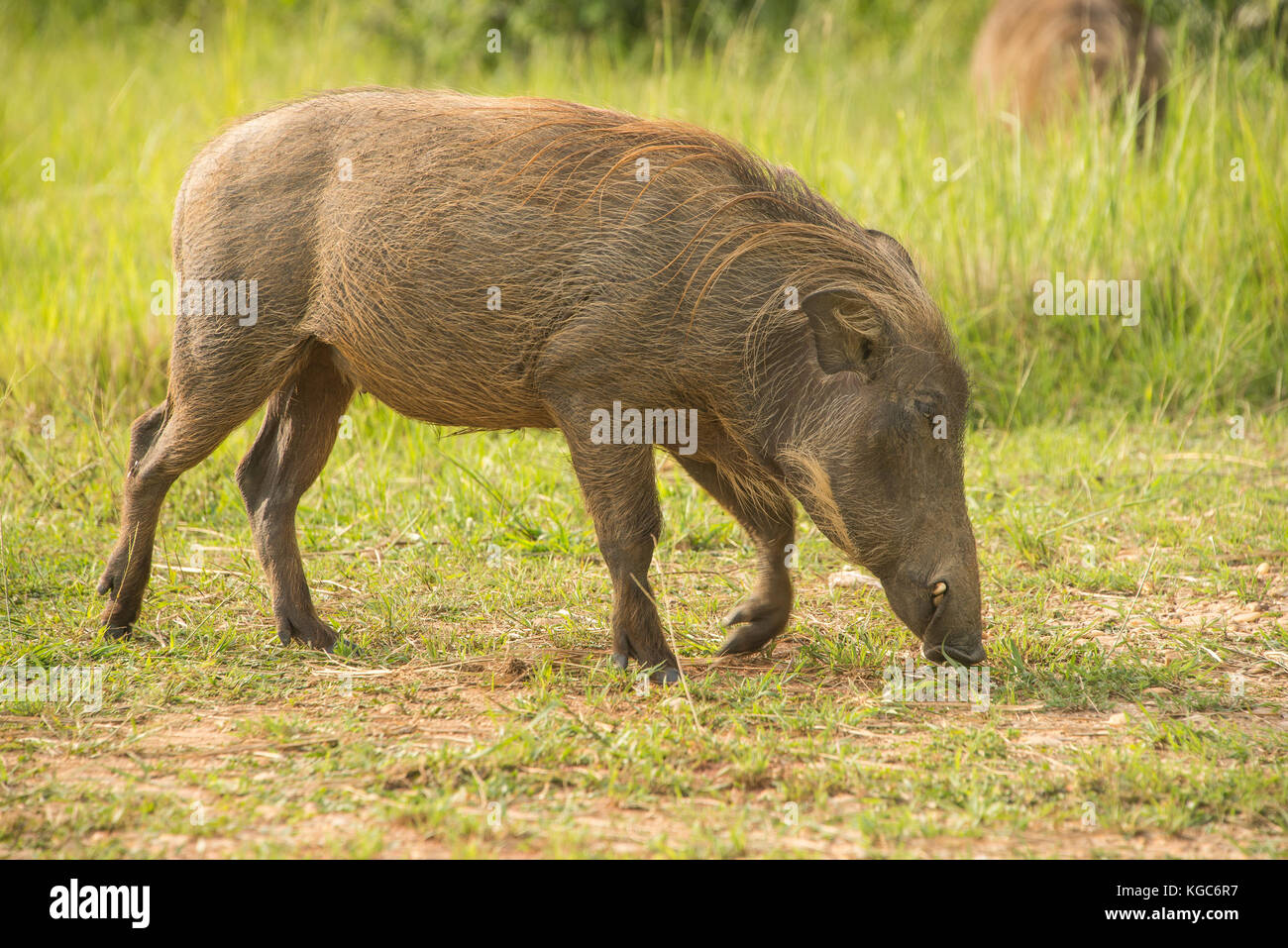 Gemeinsame Warzenschwein in Murchison Falls Nationalpark, Uganda Stockfoto