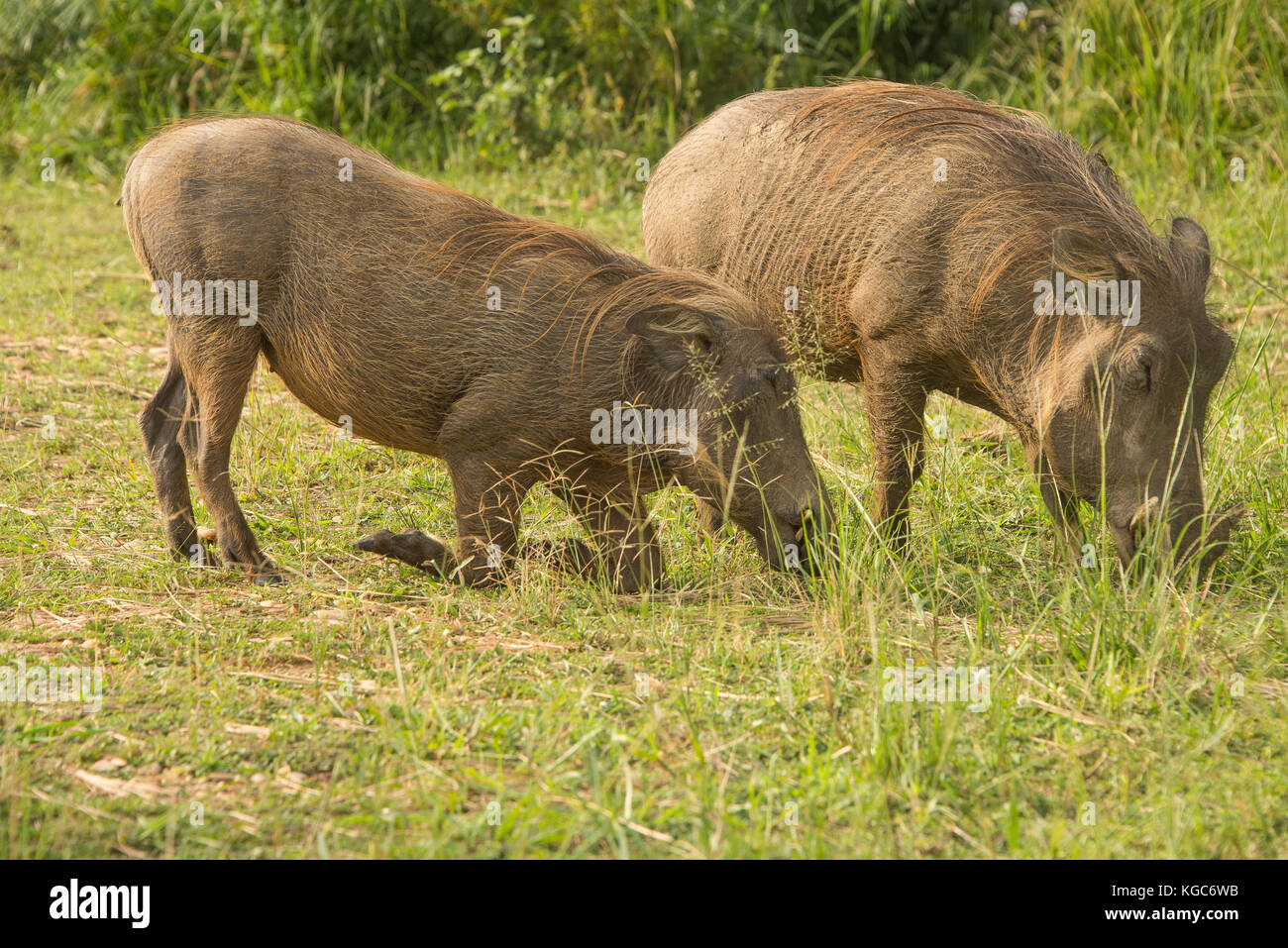Gemeinsame Warzenschwein in Murchison Falls Nationalpark, Uganda Stockfoto