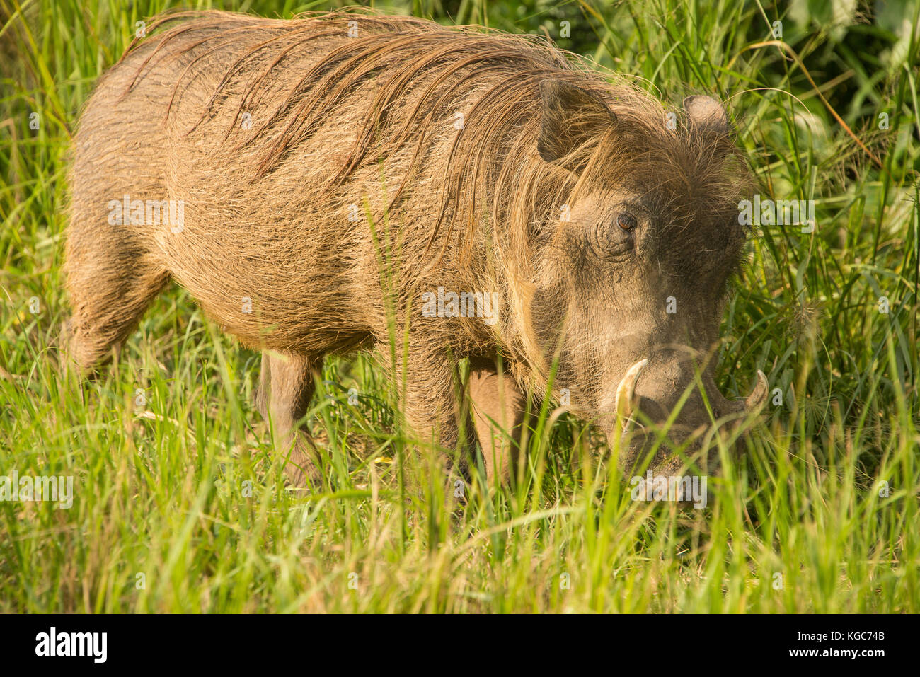 Gemeinsame Warzenschwein in Murchison Falls Nationalpark, Uganda Stockfoto
