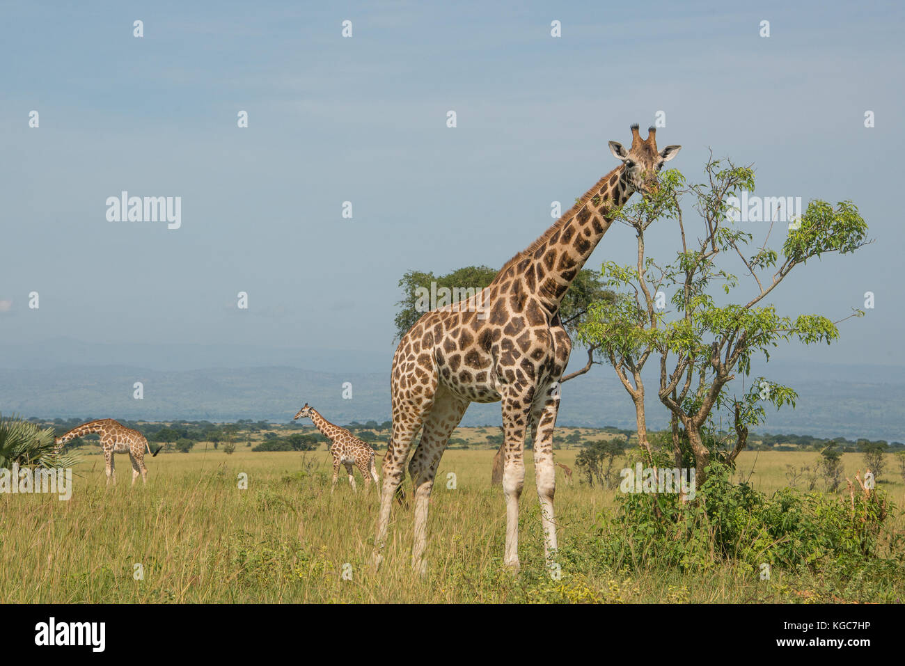 Rothschild Giraffe, eine vom Aussterben bedrohte unterart in nur zwei Parks gefunden; Murchison Falls Nationalpark, Uganda. Stockfoto