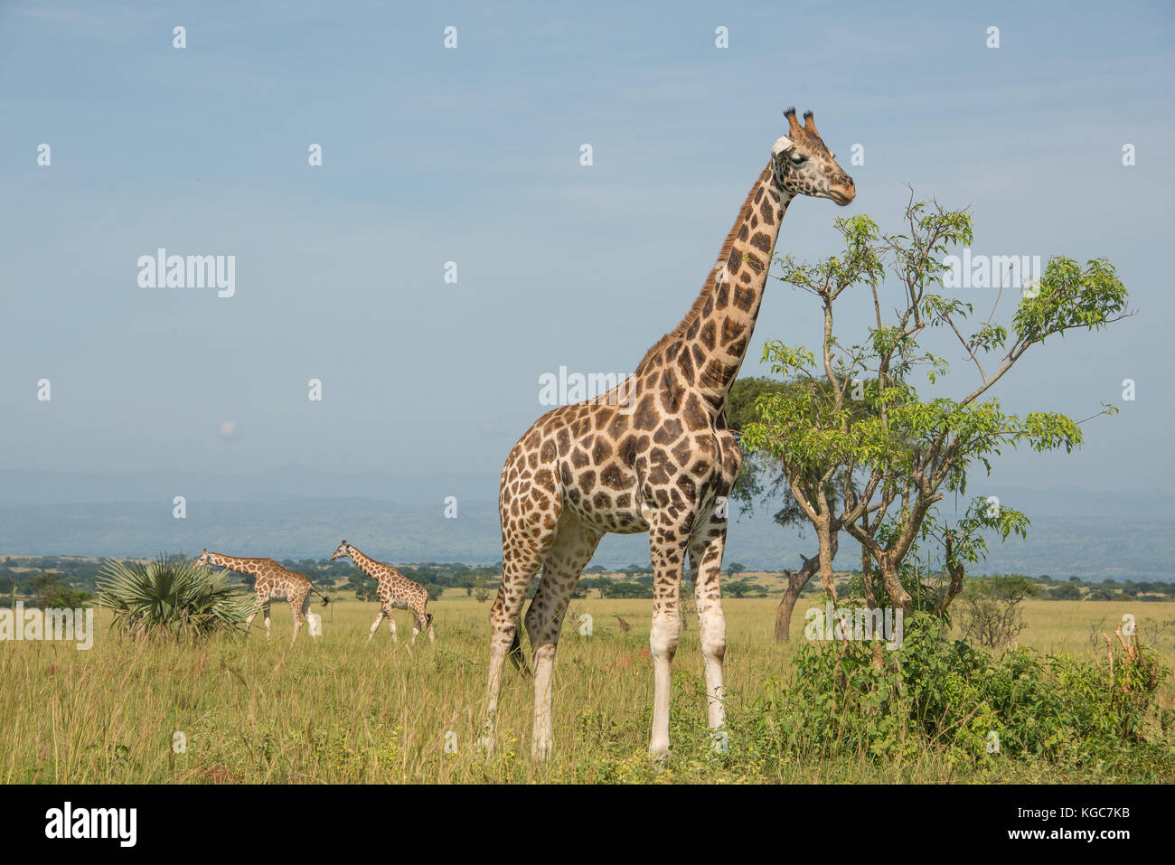 Rothschild Giraffe, eine vom Aussterben bedrohte unterart in nur zwei Parks gefunden; Murchison Falls Nationalpark, Uganda. Stockfoto