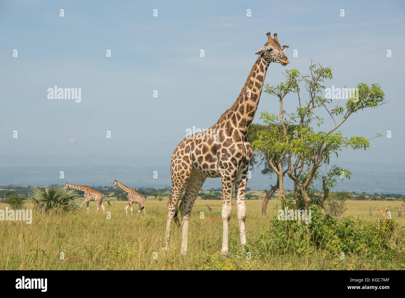 Rothschild Giraffe, eine vom Aussterben bedrohte unterart in nur zwei Parks gefunden; Murchison Falls Nationalpark, Uganda. Stockfoto