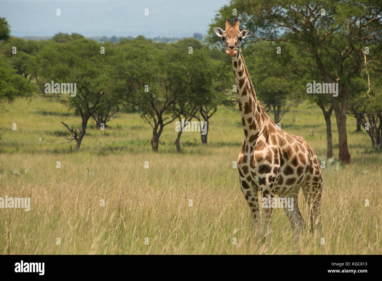 Rothschild Giraffe, eine vom Aussterben bedrohte unterart in nur zwei Parks gefunden; Murchison Falls Nationalpark, Uganda. Stockfoto