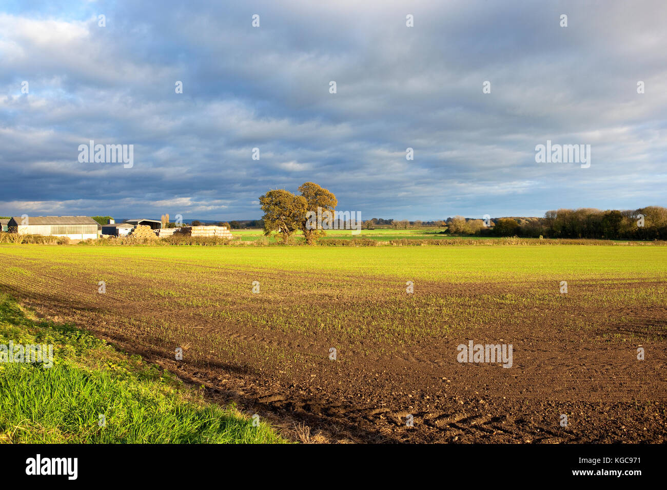 Goldene Sonne und dunkle Wolken über ein Weizenfeld im Herbst in Yorkshire. Stockfoto