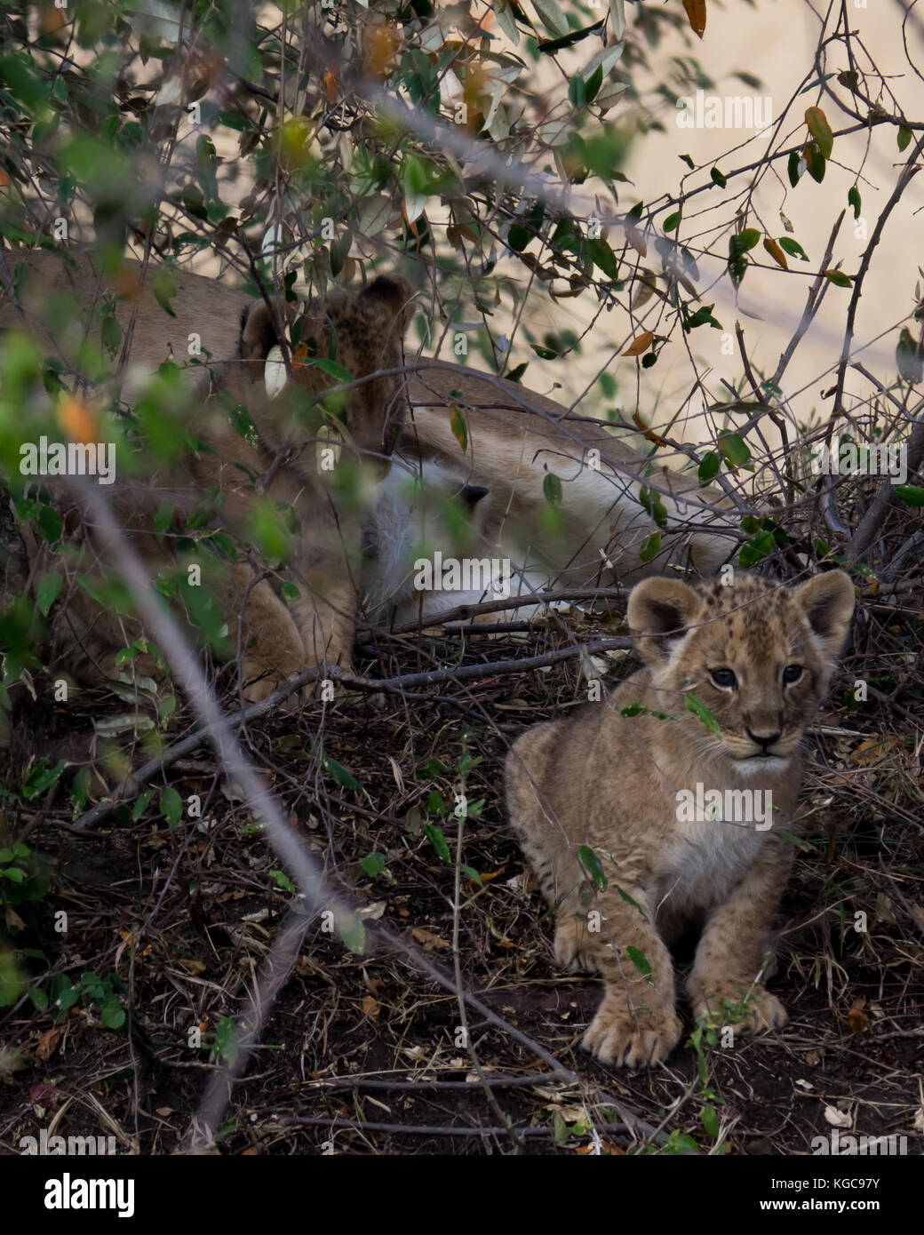 T sehr jungen Lion cub späht aus der Bürste nach der Fütterung, mit Mutter Lion im Hintergrund Stockfoto