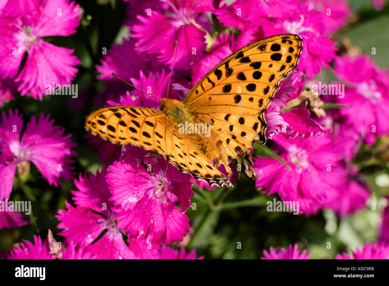 Orange komma Schmetterling mit schwarzen Flecken auf rosa Blüten Stockfoto