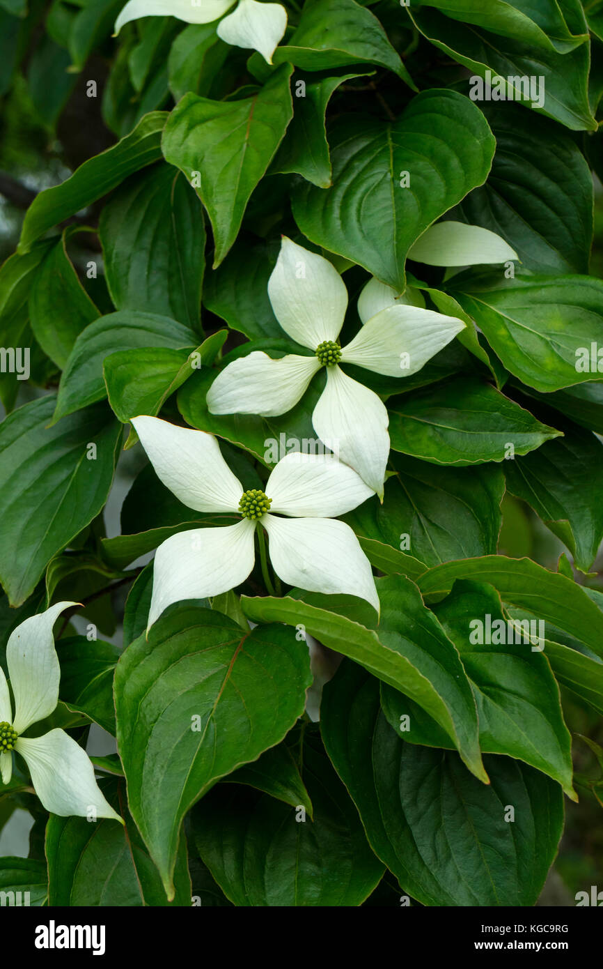 Japanische dogwoog weiße Blüten und Blätter im Frühling Stockfoto