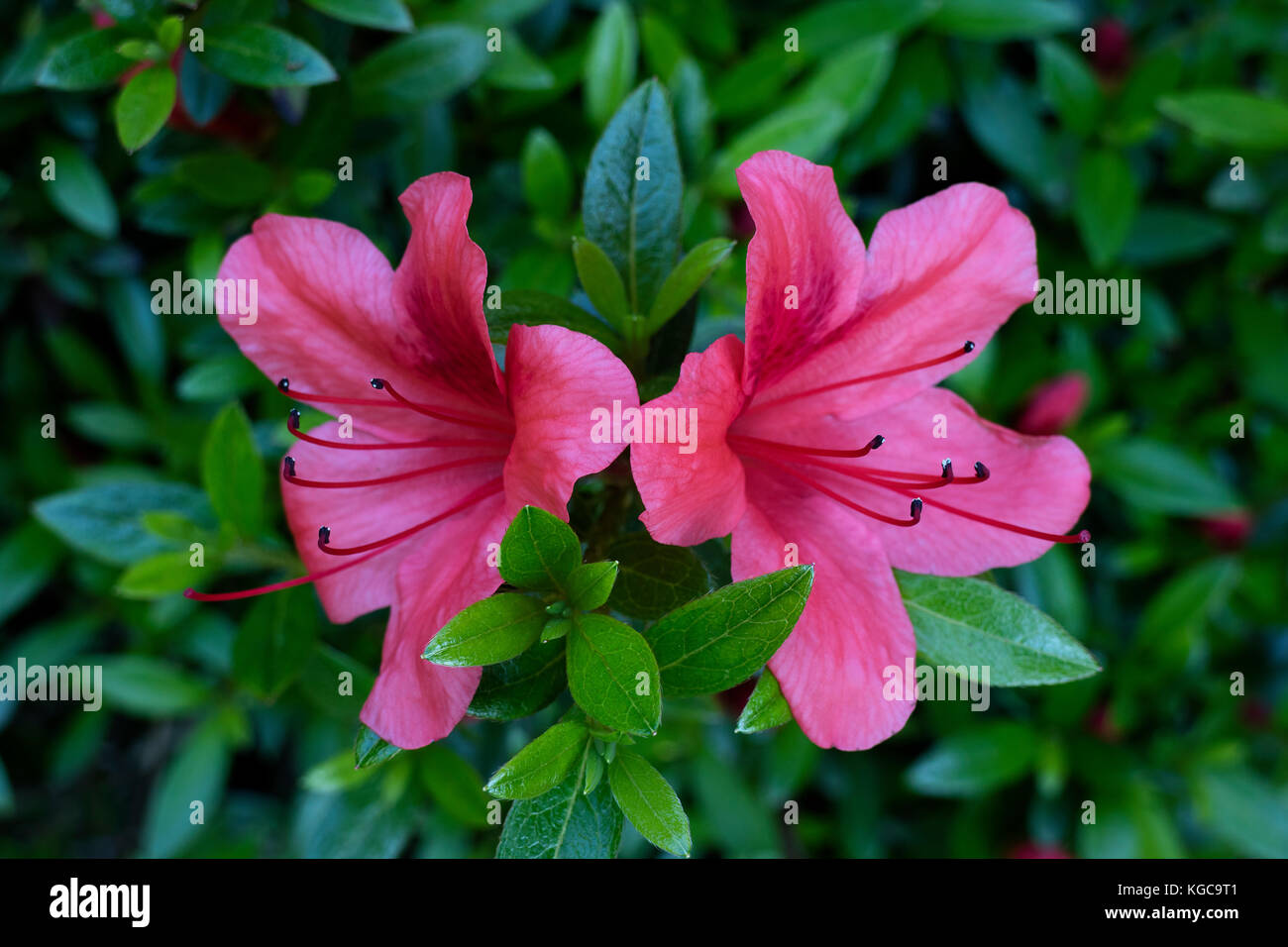 Zwei Rosa Azalee Blumen Stockfoto