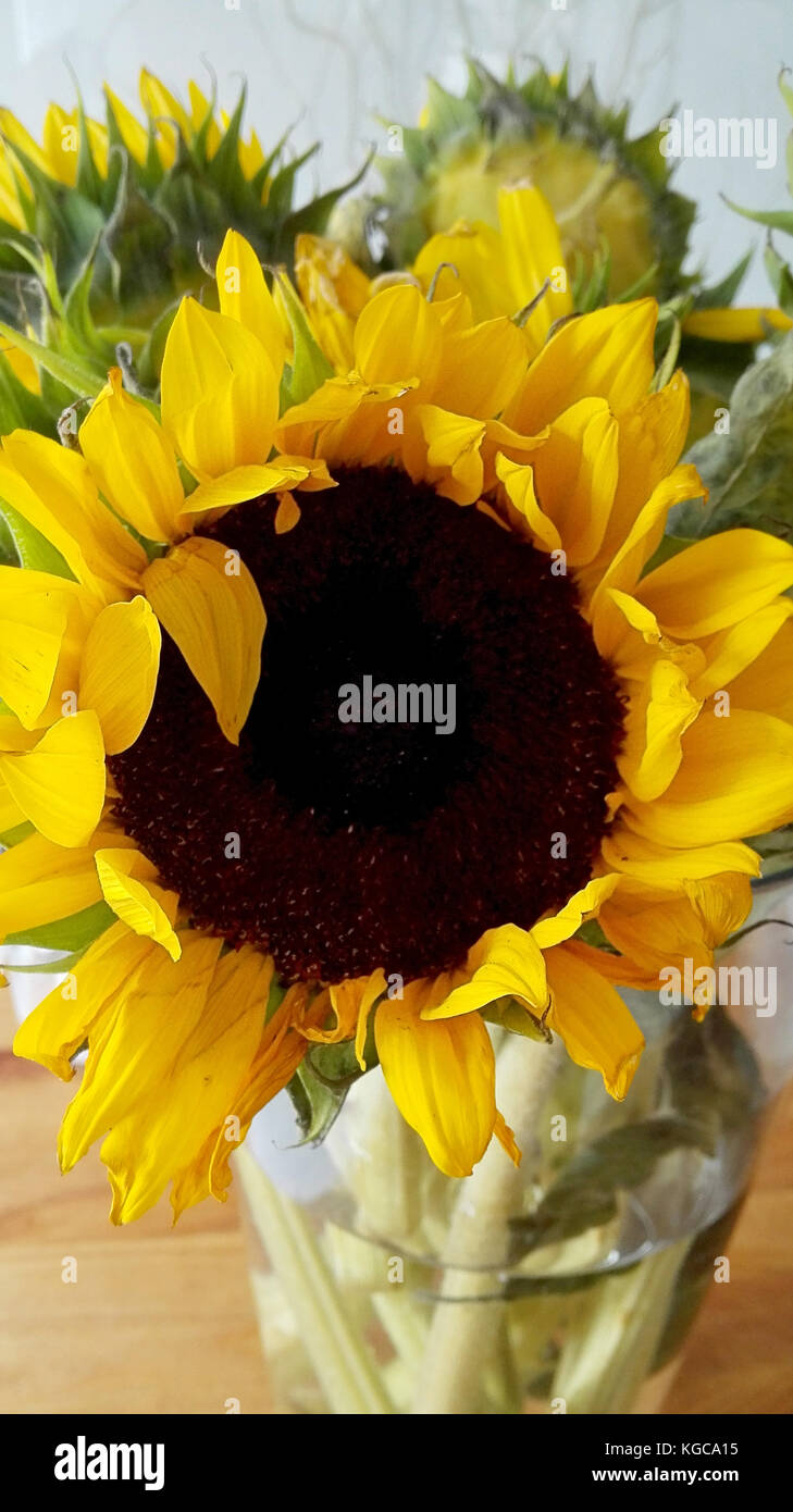 Gelb und großen Sonnenblumen in einer Vase Stockfoto