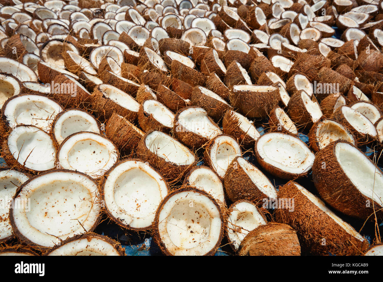 Kokosnüsse trocknen, Kerala, Südindien Stockfoto