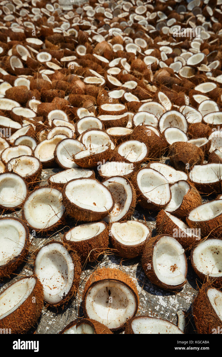 Kokosnüsse trocknen, Kerala, Südindien Stockfoto