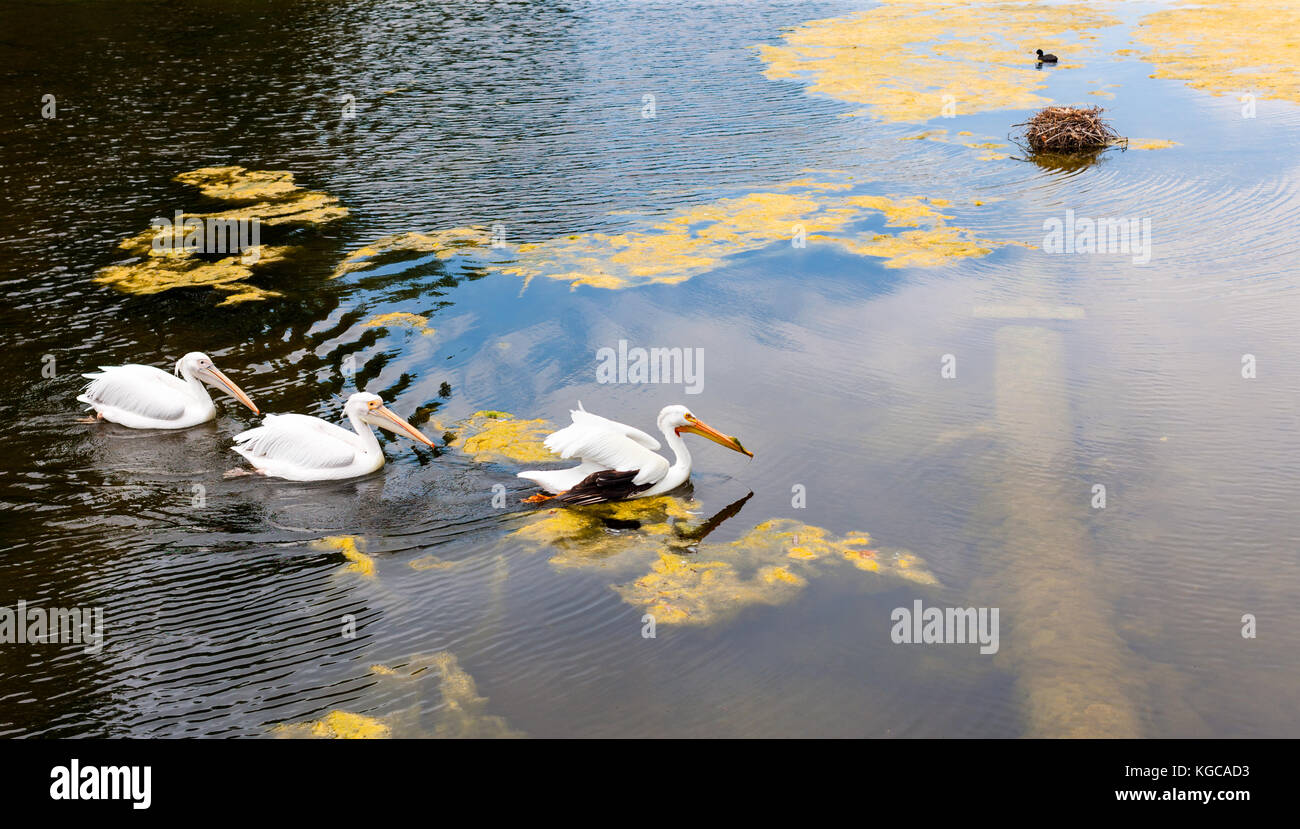 Wasservögel schwimmen auf der Suche nach Baumaterial für Nest, London, England Stockfoto