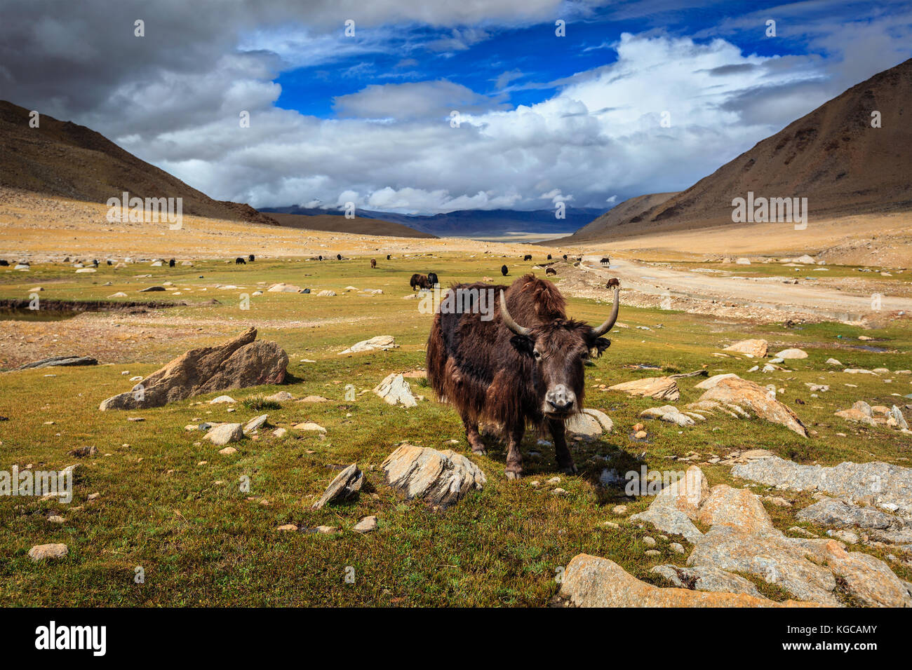 Yak im Himalaya. Ladakh, Indien Stockfoto